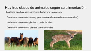 Hay tres clases de animales según su alimentación.
Los tipos que hay son: carnívoro, herbívoro y omnívoro.
Carnívoro: come sólo carne y pescado (se alimenta de otros animales).
Herbívoro: come sólo plantas o parte de ellas.
Omnívoro: come tanto plantas como animales .
 