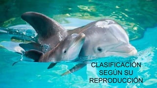 CLASIFICACIÓN
SEGÚN SU
REPRODUCCIÓN
 