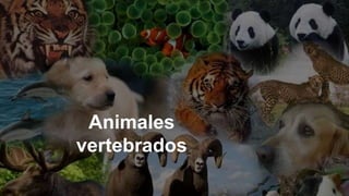 Animales
vertebrados
 