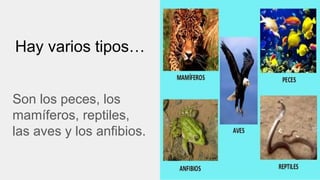 Hay varios tipos…
Son los peces, los
mamíferos, reptiles,
las aves y los anfibios.
 