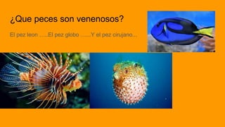 ¿Que peces son venenosos?
El pez leon …..El pez globo …...Y el pez cirujano...
 