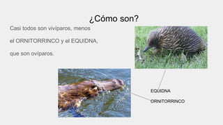 ¿Cómo son?
Casi todos son vivíparos, menos
el ORNITORRINCO y el EQUIDNA,
que son ovíparos.
EQUIDNA
ORNITORRINCO
 
