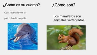 ¿Cómo es su cuerpo?
Casi todos tienen la
piel cubierta de pelo.
¿Cómo son?
Los mamíferos son
animales vertebrados.
 