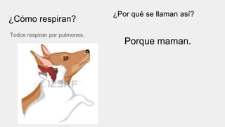 ¿Cómo respiran?
Todos respiran por pulmones.
¿Por qué se llaman así?
Porque maman.
 