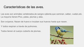 Características de las aves.
Las aves son animales vertebrados,de sangre caliente,que caminan, saltan, vuelan,etc.
La mayoría tienen:Pico, patas, plumas y alas.
Son ovíparos. Nacen de huevo e incuban sus huevos hasta que nacen.
Y todos respiran a través de pulmones.
Todos tienen el cuerpo cubierto de plumas.
 