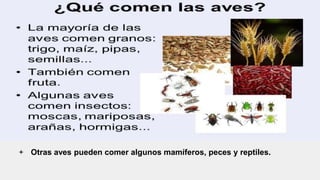 soy licus
+ Otras aves pueden comer algunos mamíferos, peces y reptiles.
 