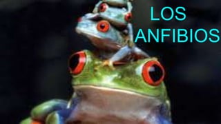 LOS
ANFIBIOS
 