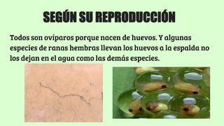 SEGÚN SU REPRODUCCIÓN
Todos son ovíparos porque nacen de huevos. Y algunas
especies de ranas hembras llevan los huevos a la espalda no
los dejan en el agua como las demás especies.
 