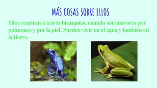 MÁS COSAS SOBRE ELLOS
Ellos respiran a través branquias, cuando son mayores por
pulmones y por la piel. Pueden vivir en el agua y también en
la tierra.
 