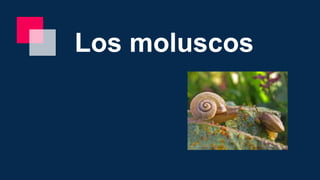 Los moluscos
 