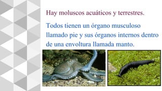Hay moluscos acuáticos y terrestres.
Todos tienen un órgano musculoso
llamado pie y sus órganos internos dentro
de una envoltura llamada manto.
 