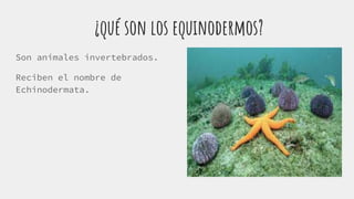 ¿qué son los equinodermos?
Son animales invertebrados.
Reciben el nombre de
Echinodermata.
 