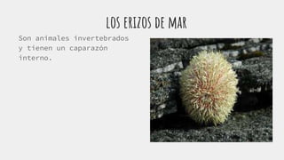 los erizos de mar
Son animales invertebrados
y tienen un caparazón
interno.
 