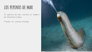 El pepino de mar recibe el nombre
de Holothuroidea.
Tienen el cuerpo blando.
los pepinos de mar
 