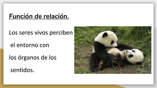 Función de relación.
Los seres vivos perciben
el entorno con
los órganos de los
sentidos.
 