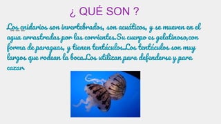 ¿ QUÉ SON ?
Los cnidarios son invertebrados, son acuáticos, y se mueven en el
agua arrastradas por las corrientes.Su cuerpo es gelatinoso,con
forma de paraguas, y tienen tentáculos.Los tentáculos son muy
largos que rodean la boca.Los utilizan para defenderse y para
cazar.
 