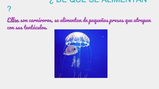 ¿ DE QUÉ SE ALIMENTAN
?
Ellos son carnívoros, se alimentan de pequeñas presas que atrapan
con sus tentáculos.
 