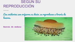SEGÚN SU
REPRODUCCIÓN
Los cnidarios son ovíparos es decir, se reproducen a través de
huevos.
Huevos de medusa
 