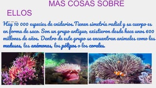 MÁS COSAS SOBRE
ELLOS
Hay 10 000 especies de cnidarios.Tienen simetría radial y su cuerpo es
en forma de saco. Son un grupo antiguo, existieron desde hace unos 600
millones de años. Dentro de este grupo se encuentran animales como las
medusas, las anémonas, los pólipos o los corales.
 