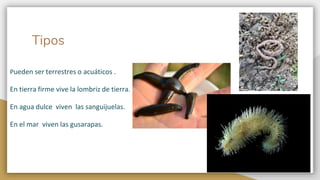 Tipos
Pueden ser terrestres o acuáticos .
En tierra firme vive la lombriz de tierra.
En agua dulce viven las sanguijuelas.
En el mar viven las gusarapas.
 