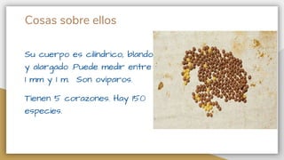 Cosas sobre ellos
Su cuerpo es cilíndrico, blando
y alargado .Puede medir entre
1 mm y 1 m. Son ovíparos.
Tienen 5 corazones. Hay 150
especies.
 