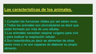 Las características de los animales.
1.Cumplen las funciones vitales por ser seres vivos.
2.Todos los animales son pluricelulares es decir que
están formado por más de una células.
3.Los animales necesitan respirar oxígeno para vivir
y para realizar la respiración celular.
4.Son heterótrofos,es decir se alimentan de otros
seres vivos y no son capaces de elaborar su propio
alimento.
 