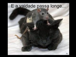 E a vaidade passa longe... 