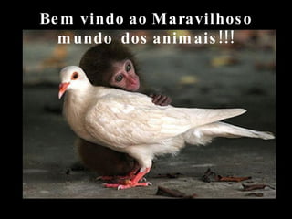 Bem vindo ao Maravilhoso mundo  dos animais!!! 