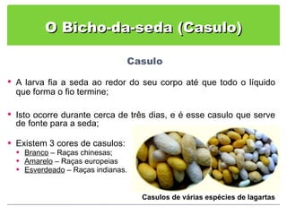 O Bicho-da-seda (Casulo) A larva fia a seda ao redor do seu corpo até que todo o líquido que forma o fio termine; Isto ocorre durante cerca de três dias, e é  esse casulo que serve de fonte para a seda; Existem 3 cores de casulos: Branco  – Raças chinesas; Amarelo  – Raças europeias Esverdeado  – Raças indianas. Casulos de várias espécies de lagartas 
