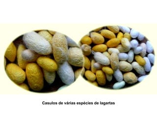Casulos de várias espécies de lagartas 