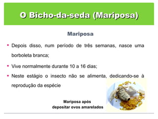 O Bicho-da-seda (Mariposa) Depois disso, num período de três semanas, nasce uma borboleta branca; Vive normalmente durante 10 a 16 dias; Neste estágio o insecto não se alimenta, dedicando-se à reprodução da espécie   Mariposa após  depositar ovos amarelados 