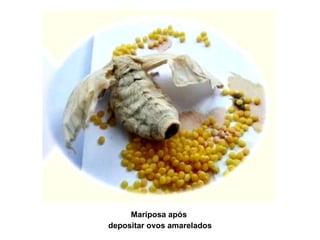 Mariposa após  depositar ovos amarelados 