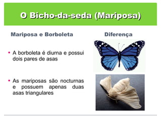 O Bicho-da-seda (Mariposa) A borboleta é diurna e possui dois pares de asas As mariposas são nocturnas e possuem apenas duas asas triangulares 