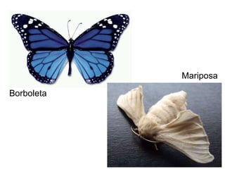 O Bicho-da-seda (Mariposa) Borboleta Mariposa 