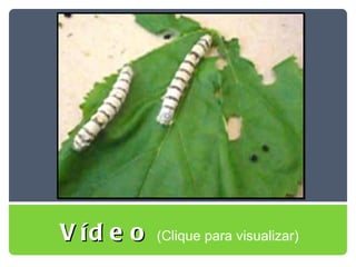 Vídeo   (Clique para visualizar) 