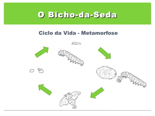 O Bicho-da-Seda 