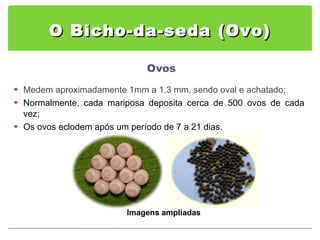 O Bicho-da-seda (Ovo) Medem aproximadamente 1mm a 1,3 mm, sendo oval e achatado; Normalmente, cada mariposa deposita cerca de 500 ovos de cada vez; Os ovos eclodem após um período de 7 a 21 dias. Imagens ampliadas 