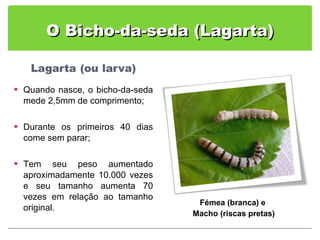 O Bicho-da-seda (Lagarta) Quando nasce, o bicho-da-seda mede 2,5mm de comprimento; Durante os primeiros 40 dias come sem parar; Tem seu peso aumentado aproximadamente 10.000 vezes e seu tamanho aumenta 70 vezes em relação ao tamanho original. Fémea (branca) e  Macho (riscas pretas) 