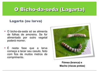 O Bicho-da-seda (Lagarta) O bicho-da-seda só se alimenta de folhas de amoreira. Se for alimentado por outro vegetal poderá morrer; É nesta fase que a larva começa a tecer seu casulo, feito com fios de muitos metros de comprimento. Fémea (branca) e  Macho (riscas pretas) 