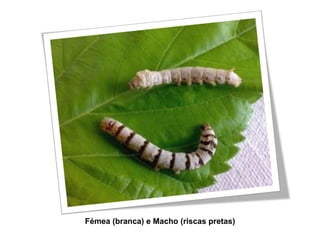 Fémea (branca) e Macho (riscas pretas) 