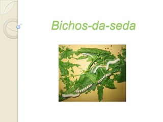        Bichos-da-seda 