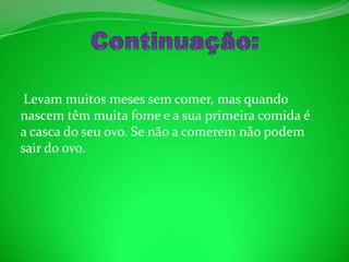 Continuação: Levam muitos meses sem comer, mas quando nascem têm muita fome e a sua primeira comida é a casca do seu ovo. Se não a comerem não podem sair do ovo.