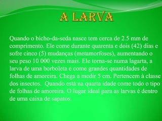 A Larva Quando o bicho-da-seda nasce tem cerca de 2.5 mm de comprimento. Ele come durante quarenta e dois (42) dias e sofre cinco (5) mudanças (metamorfoses), aumentando o seu peso 10 000 vezes mais. Ele torna-se numa lagarta, a larva de uma borboleta e come grandes quantidades de folhas de amoreira. Chega a medir 5 cm. Pertencem à classe dos insectos.  Quando está na quarta idade come todo o tipo de folhas de amoreira. O lugar ideal para as larvas é dentro de uma caixa de sapatos.
