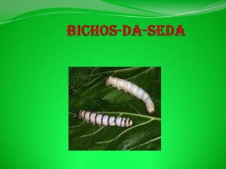 Bichos-da-seda 