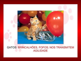 GATOS : BRINCALHÕES, FOFOS; NOS TRANSMITEM AGILIDADE 