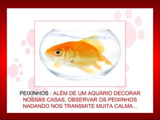 PEIXINHOS  : ALÉM DE UM AQUÁRIO DECORAR NOSSAS CASAS, OBSERVAR OS PEIXINHOS NADANDO NOS TRANSMITE MUITA CALMA... 