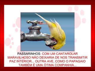 PASSARINHOS : COM UM CANTAROLAR MARAVILHOSO NÃO DEIXARIA DE NOS TRANSMITIR PAZ INTERIOR... OUTRA AVE, COMO O PAPAGAIO TAMBÉM É UMA ÓTIMA COMPANHIA... 
