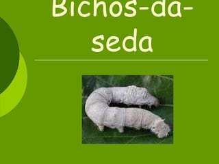 Bichos-da-seda 