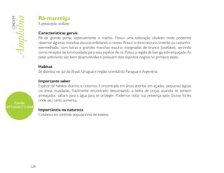 Rã-manteiga
   ORDEM

   Amphibia           Leptodactylus ocellatus

                      Características gerais
                      Rã de grande porte, especialmente o macho. Possui uma coloração oliváceo onde podemos
                      observar algumas manchas escuras enfeitando o corpo. Possui o dorso escuro cinzento ou castanho-
                      avermelhado, com listras e grandes manchas escuras marginadas de branco (ocefalos), servindo
                      como receptor de luminosidade para essa espécie de rã. Possui a região da barriga esbranquiçada. As
                      patas anteriores são bem desenvolvidas e possuem dois espinhos negros no primeiro dedo.

                      Habitat
                      Se distribuí no sul do Brasil, Uruguai e região oriental do Paraguai e Argentina.

                      Importante saber
                      Espécie de hábitos diurnos e noturnos é encontrada em áreas abertas em açudes, pequenas lagoas
                      ou áreas inundadas. Facilmente encontrado descansando a beira de poças quando se sentem
                      ameaçados, saltam para a água para se proteger. Podemos notar sua presença após chuvas fortes
                      onde seu canto aumenta.
      Família
LEPTODACTYLIDAE
                      Importância na natureza
                      Colabora no controle populacional de insetos.




                228
 