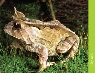 233




      Anphibia
 